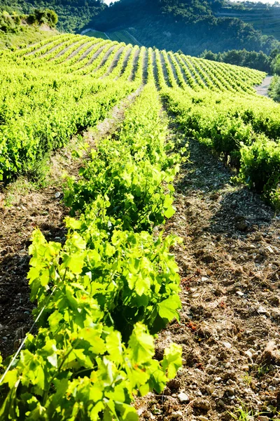 Winnice w pobliżu gigondas, Prowansja, Francja — Zdjęcie stockowe