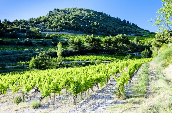 Winnice w pobliżu gigondas, Prowansja, Francja — Zdjęcie stockowe