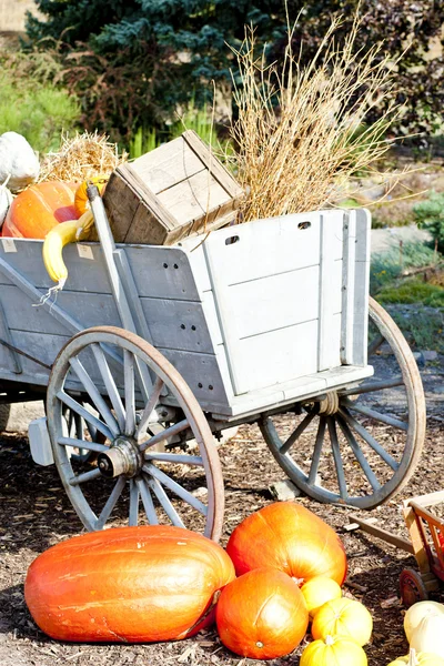 stock image Still life of pumpkins with a cart