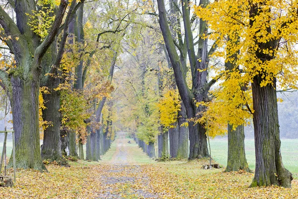 Aleja jesienny — Zdjęcie stockowe