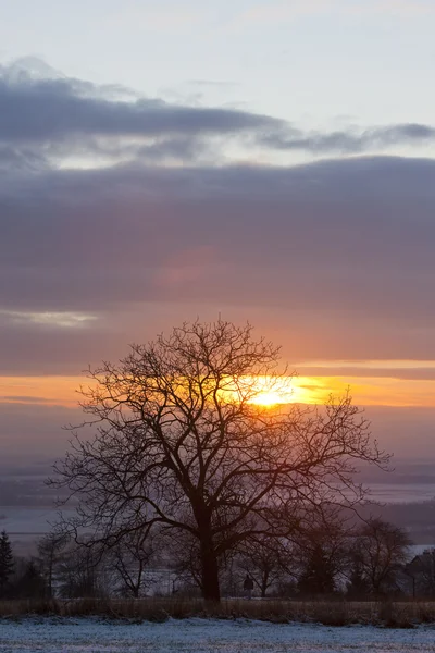 Baum bei Sonnenuntergang — Stockfoto