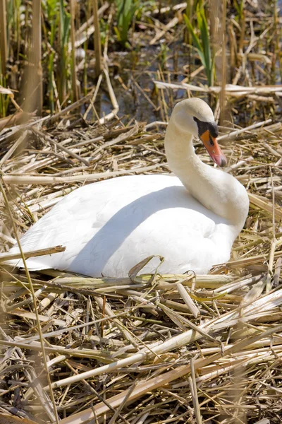 Swan, Nederländerna — Stockfoto