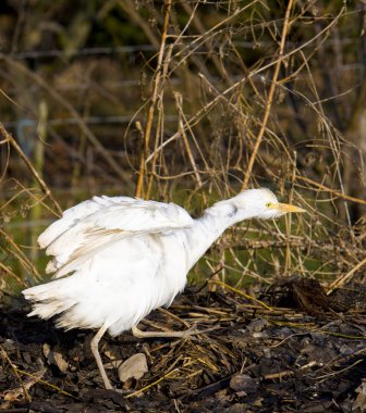 Stork clipart