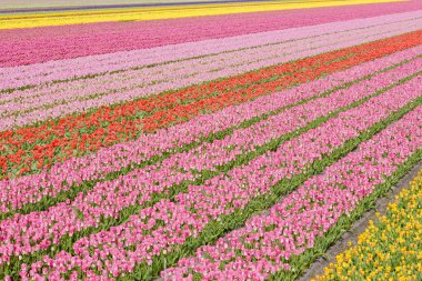 Tulip field clipart