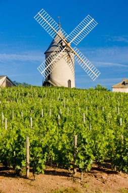 Vineyards with windmill near Chenas clipart