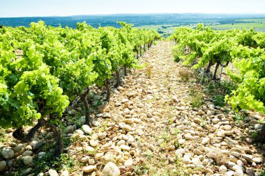 Vineyards, Provence, France clipart
