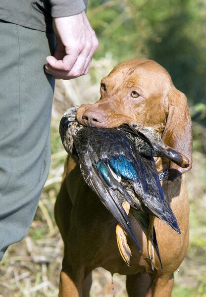 Hunting dog with a catch