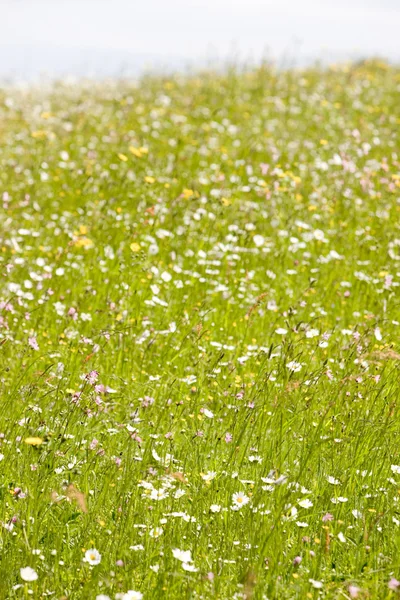Meadow in blossom — Stock Photo, Image