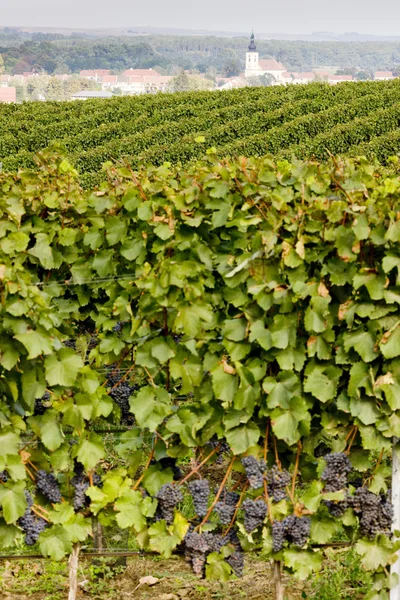 Vineyards, Southern Moravia, Czech Republic — Stock Photo, Image