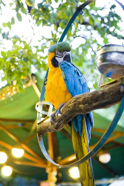 Papagaio, Key West — Fotografia de Stock