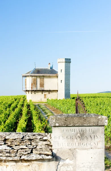 Виноградники, Бургунди, Франция — стоковое фото