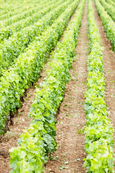 Vineyards, Burgundy — Stock Photo, Image