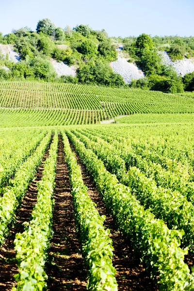 コート ・ ド ・ ニュイ、ブルゴーニュ、フランスのブドウ畑 — ストック写真