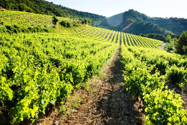 Виноградників поблизу Жигондас, Жіґондас, в Провансі, Франція — стокове фото