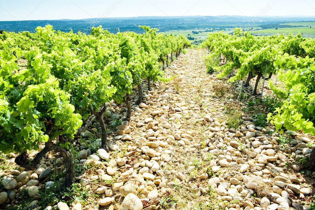 Vineyards, Provence, France