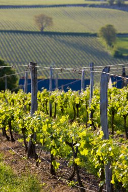 Vineyards near Montsoreau clipart