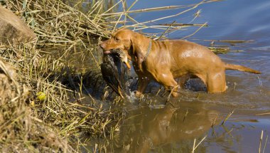 Hunting dog with a catch clipart