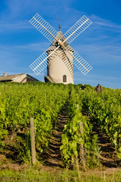 Vineyards with windmill near Chenas — Stock Photo, Image
