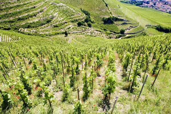 Grand cru vineyard, Hermitage — Stock Photo, Image