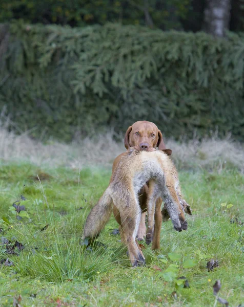 キャッチと狩猟犬 — ストック写真