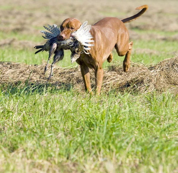 キャッチと狩猟犬 — ストック写真