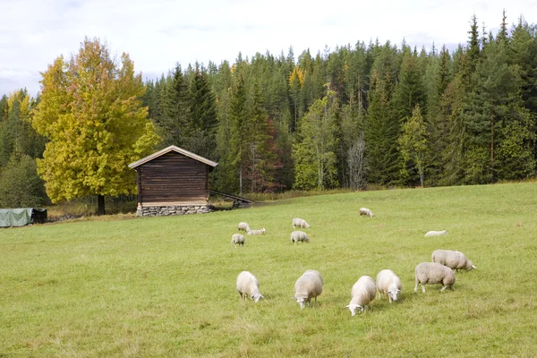 Landscape near Nesbyen, Norway — Stock Photo, Image