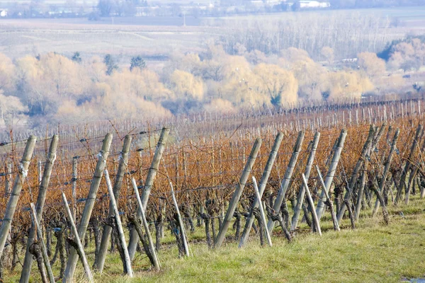 Vineyard, Alsazia, Francia — Foto Stock