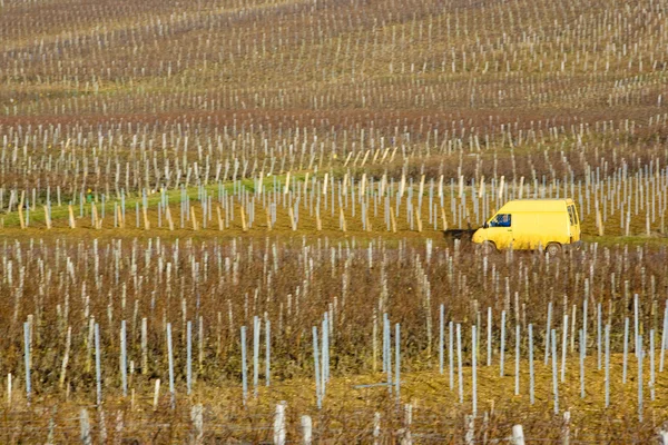 stock image Vineyards of Pouilly-Fuisse