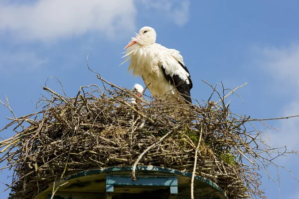 Stork, Netherlands — Stock Photo, Image