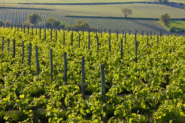 Виноградник, Франция — стоковое фото