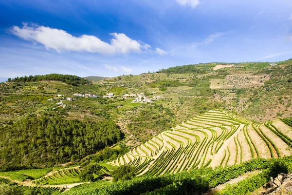 Vignobles dans la vallée du Douro — Photo