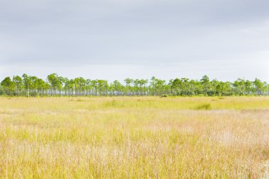 Everglades Ulusal Parkı