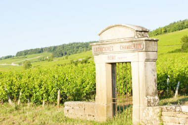Vineyards, Burgundy, France clipart