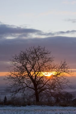 Tree at sunset clipart