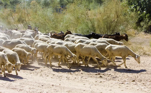 羊牛群、 巴达霍斯省、 埃斯特雷马杜、 西班牙 — 图库照片
