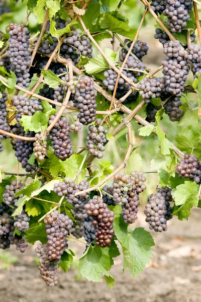 Виноград в винограднике — стоковое фото