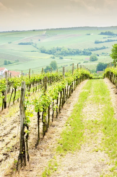 Виноградник, Австрія — стокове фото