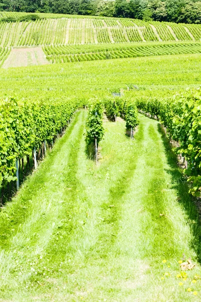 Wijngaarden, Elzas, Frankrijk — Stockfoto