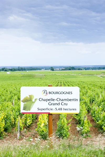 Üzüm bağları, Burgonya, Fransa — Stok fotoğraf
