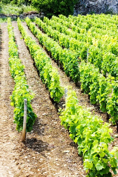 Winnice, Burgundia, Francja — Zdjęcie stockowe