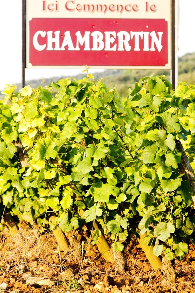 Wijngaarden, Bourgondië, Frankrijk — Stockfoto