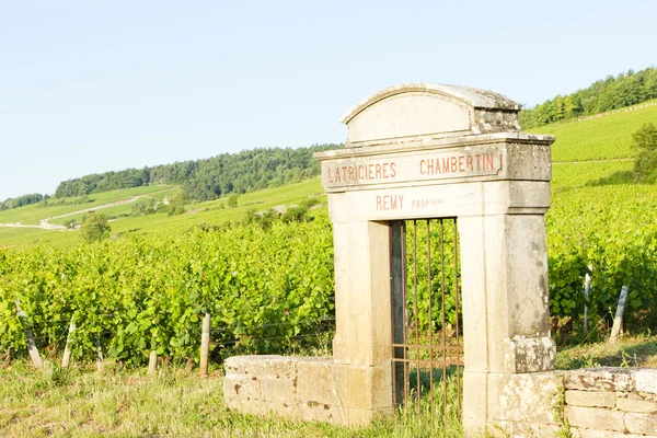 Üzüm bağları, Burgonya, Fransa — Stok fotoğraf