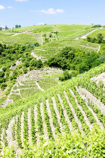 Grandes vinhas de cru, França — Fotografia de Stock