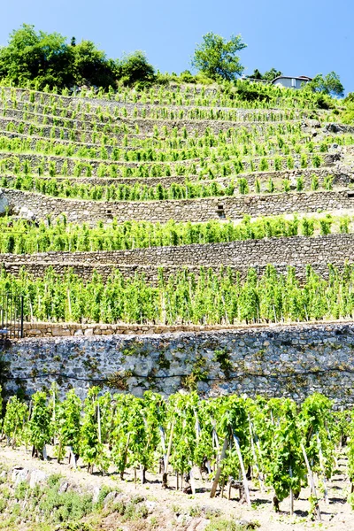Vineyard, Rhone-Alpes, France — Stock Photo, Image