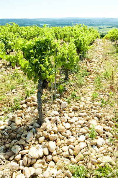 stock image Vineyards, Provence, France