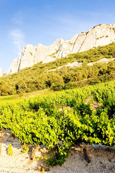 Viinitarhat, Provence, Ranska — kuvapankkivalokuva
