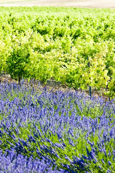 Лавандовое поле с виноградником — стоковое фото