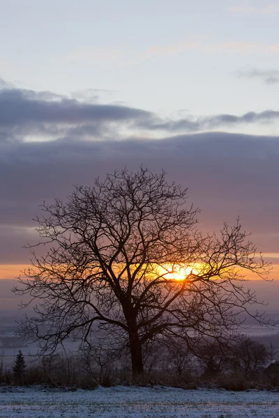 Tree at sunset — Stock Photo, Image