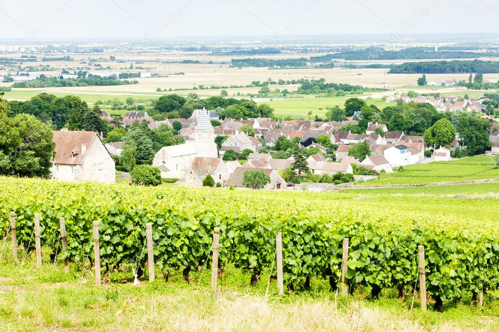 Vineyard, Burgundy, France