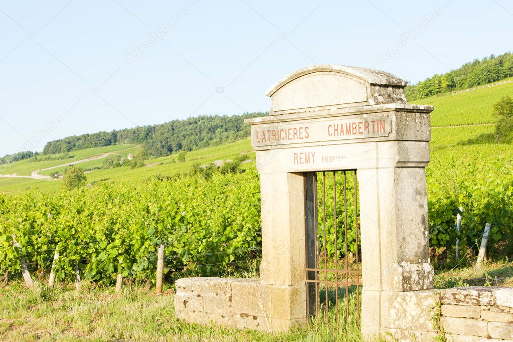 Vineyards, Burgundy, France